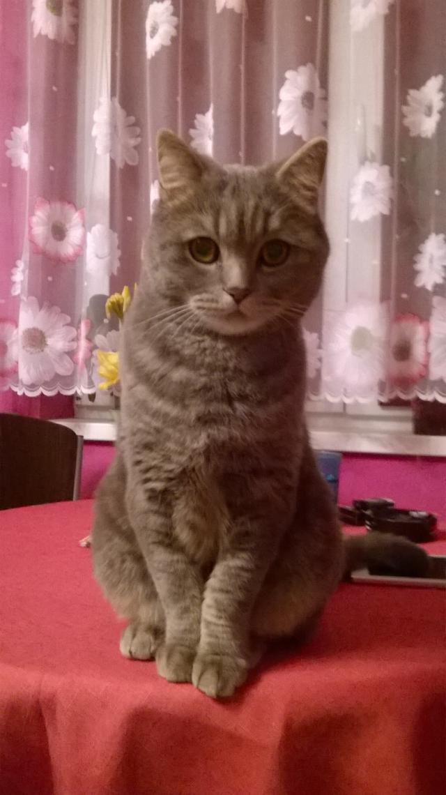 Ztratil se  kocour