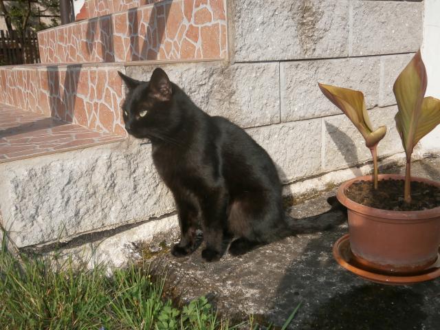 Čertík