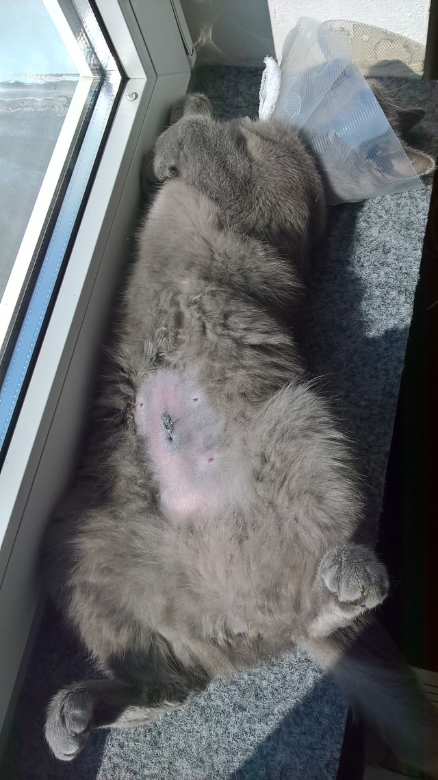 Borůvečka