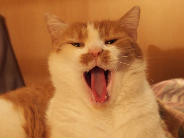 Mates na hájovně