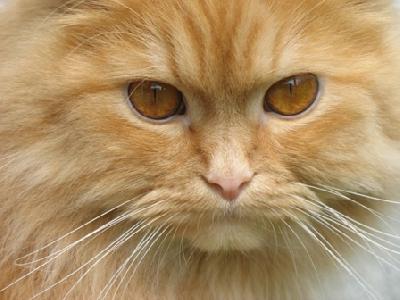 Max C. říká: "Kocour Garfield je pro mě kocour s velkým K!" - rozhovor s kočičákem ze Stodůlek
