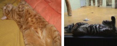 Sportem ku zdraví