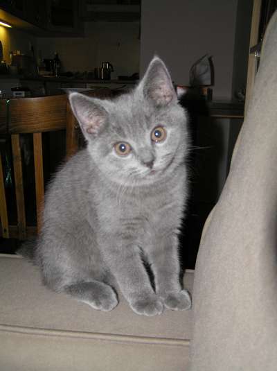 Merlin (2): Merlin na svém místečku :o)
