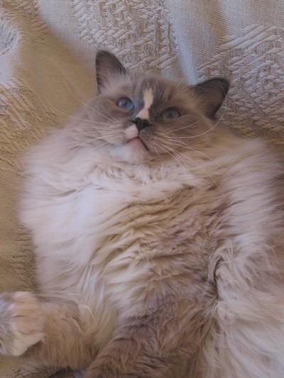 IC Guddles of Merrity cats: To jsem já, IC Guddles of Merrity cats