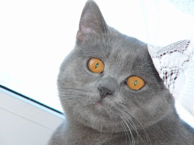 Tomino: Tomík na okně