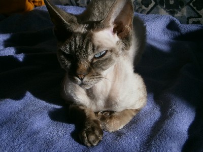 Chiquita (2): Vyhřívám se na sluníčku