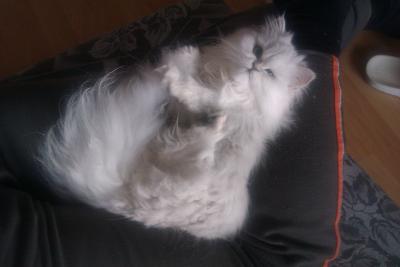 Perla PrincessAngel: Perluška