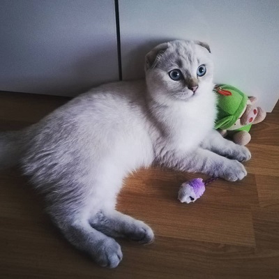 Ulliáš Moon Sissi: 
