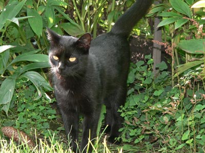 Čertinek: Čertinek