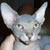 Tyrell The Vainer Briolette Diamond - Brio