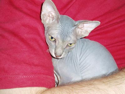Tyrell The Vainer Briolette Diamond - Brio: Takhle se tulím k páníčkovi.
