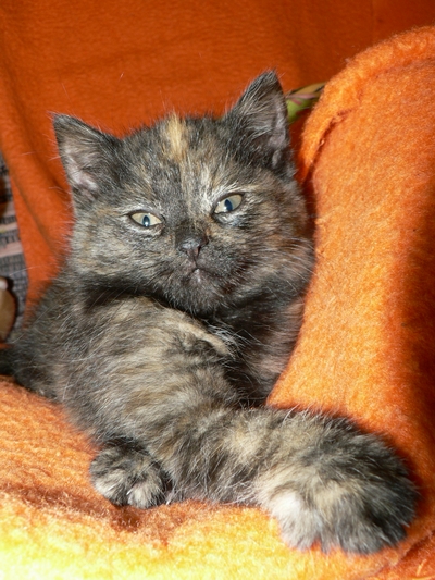 Charmé de Chat: Poprvé doma...
