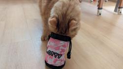 1/4 Copak to tady m�me? Ah�, Lottyn�iny pamlsky!