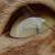 Alasseon