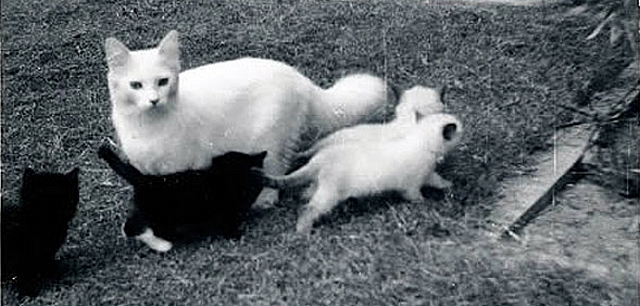 Koťata plemene ragdoll