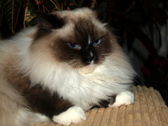 Plemeno koček ragdoll, Zamira Zoe of Blue Miracle. seal mitted