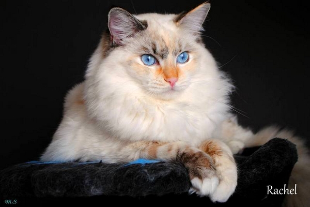 Plemeno koček ragdoll, Rachel, seal tortie lynx mitted