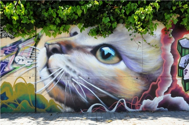 Kočičí graffiti 1