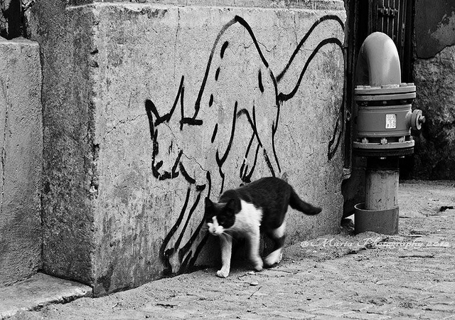 Kočičí graffiti 10