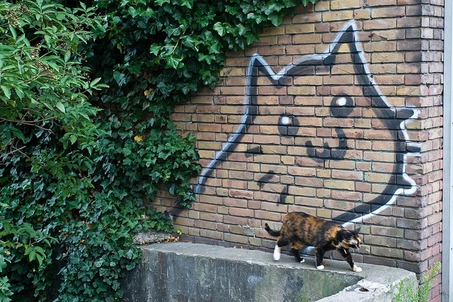 Kočičí graffiti 3