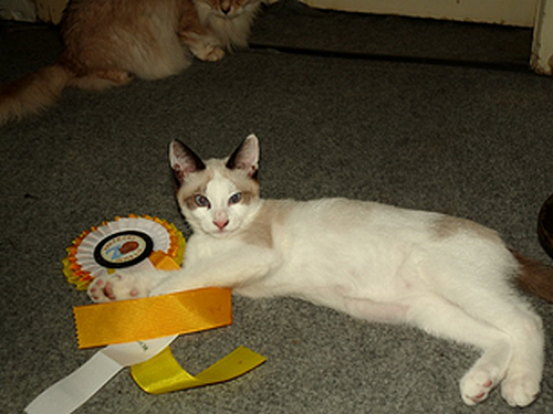 Kočky plemene snowshoe