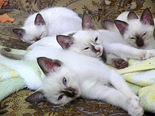 Kočky plemene snowshoe