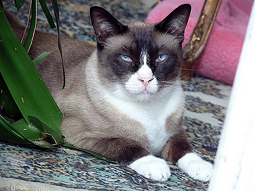 Kočky plemene snowshoe
