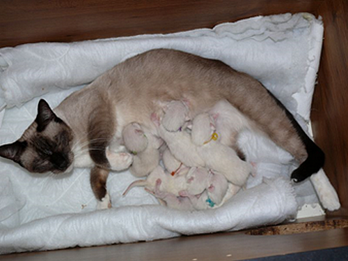 Kočky plemene snowshoe