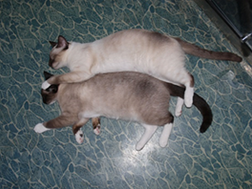 Kočky plemene snowshoe