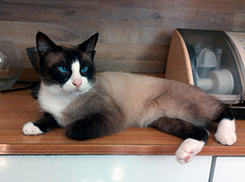 Kočky plemene snowshoe