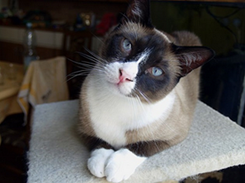 Kočky plemene snowshoe