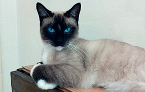 Kočky plemene snowshoe