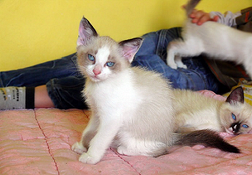 Kočky plemene snowshoe