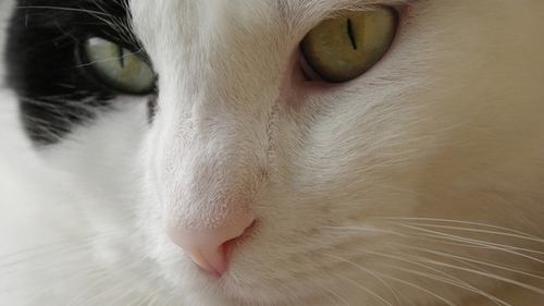 Veterinrn poradna: Podepisuje se souhlas ped operac koek jako u lid?
