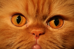 Kočka / Cat
