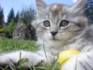 Kočka / Cat