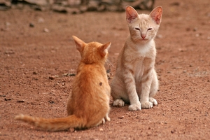 Kočka / Cat