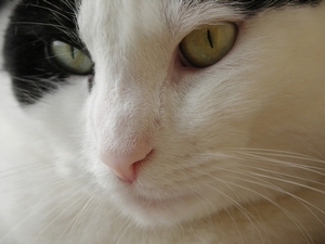 Koka / Cat