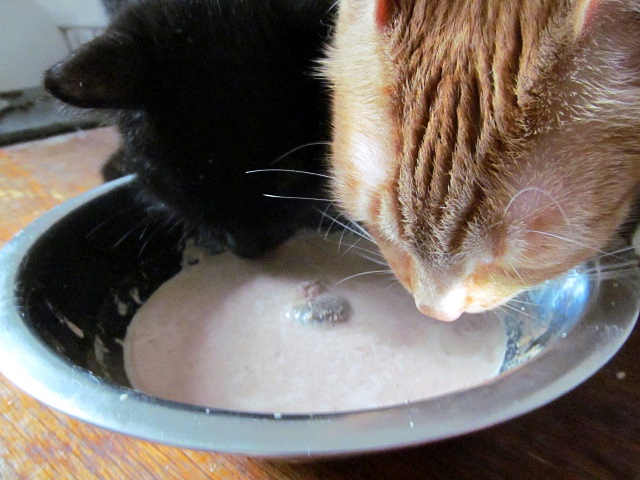 Vaříme pro kočky: polévka pro kočky / Soup for cats