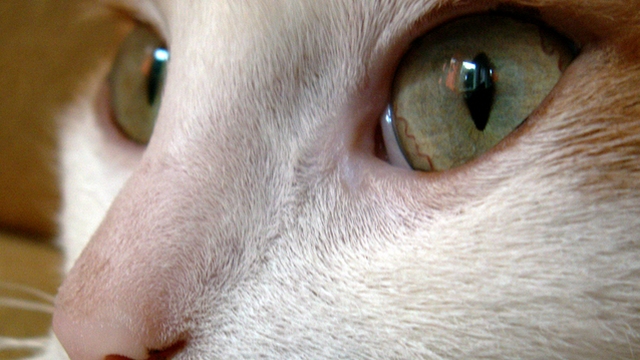 Veterinární poradna: Inkontinence u kocoura?