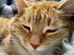 Veterinární poradna: Biokill a&nbsp;pipeta Fipron a&nbsp;blechy u&nbsp;kočky