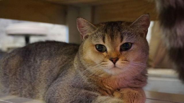 Veterinární poradna: Odtažitá kočka