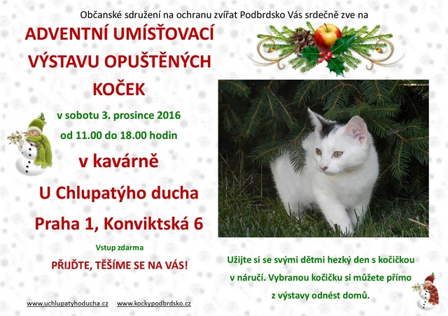 Už tradiční adventní umísťovací výstava koček bude v sobotu 3. prosince 2016 v kavárně U Chlupatýho ducha
