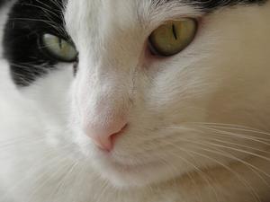 Veterinární poradna: Kocour je velmi agresivní