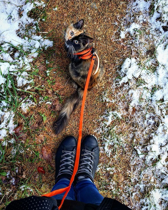Fotočlánek: Yana, kočka dvou tváří
