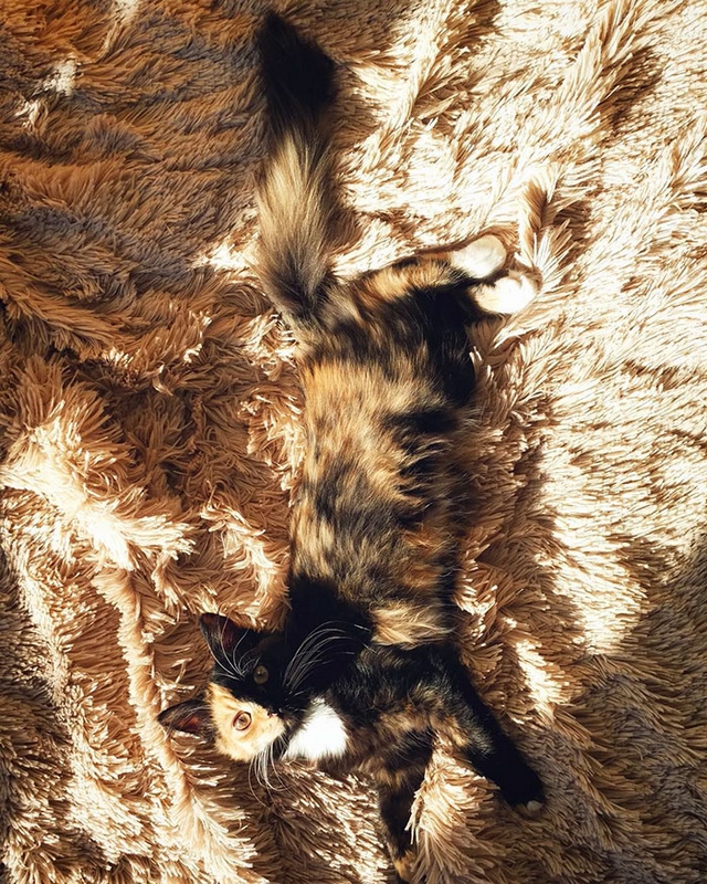 Fotočlánek: Yana, kočka dvou tváří