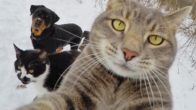 Kočičí selfie