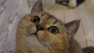 Veterinární poradna: zdravotni stav kocourka