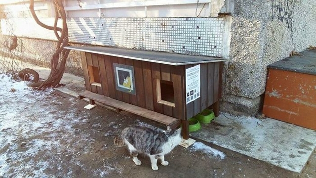 V Rize staví pro toulavé kočky dřevěné domečky
