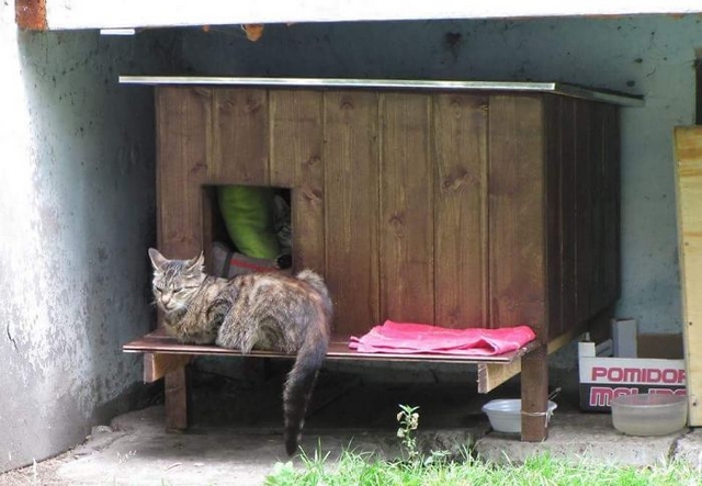 V Rize staví pro toulavé kočky dřevěné domečky
